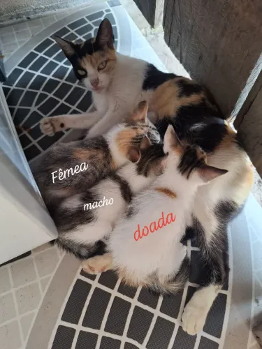 Gatos