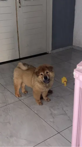 Chow chow