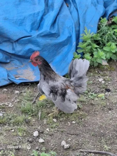 Garnizé macho