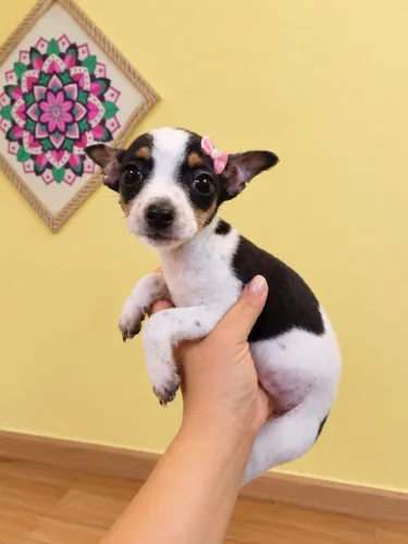 Pinscher Fêmea bicolor