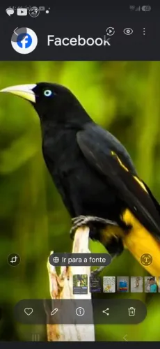 Gaiola