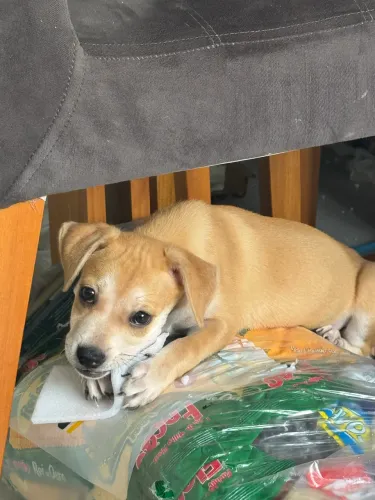 Cachorrinha linda