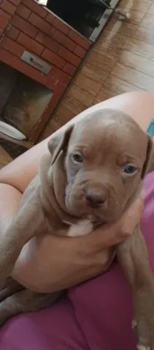 Filhote Pit Bull Americano