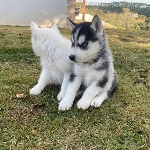 Husky siberiano filhotes 