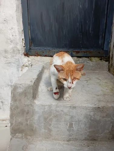 DOAÇÃO DE GATO PRECISANDO DE AJUDA