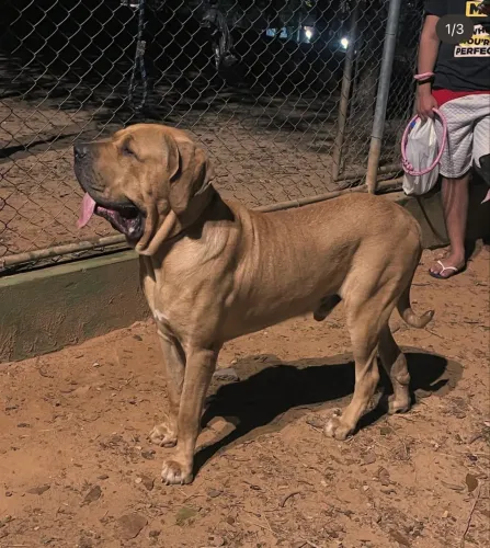 Fila brasileiro 