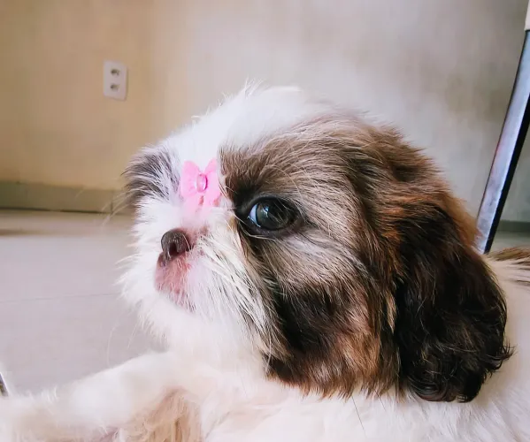 Shih Tzu Fêmea fígado micro