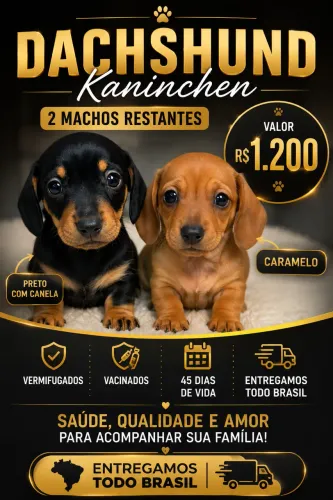 Dachshund kaninchen / Basset Mini