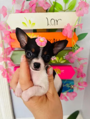 Filhote de pinscher fêmea zero