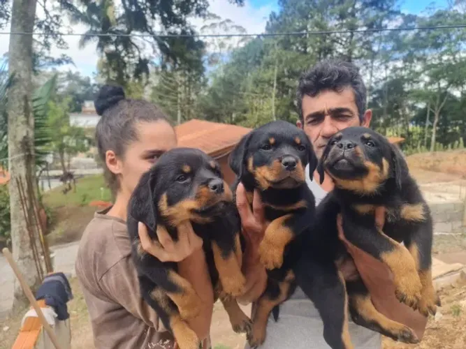 Rottweiler Filhotes