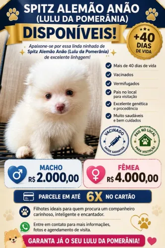 SPITZ ALEMÃO ANÃO (LULU DA POMERÂNIA) DISPONÍVEIS!