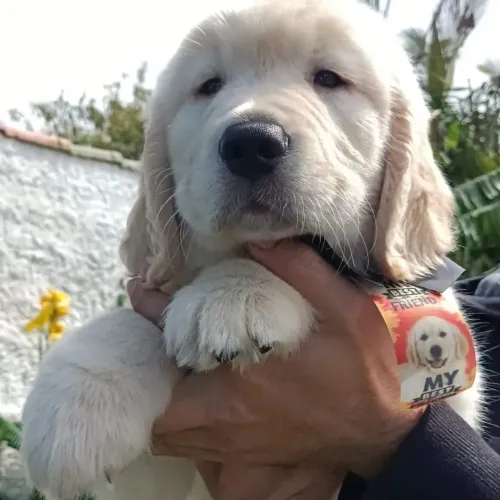 Filhotes Golden Retriever 
