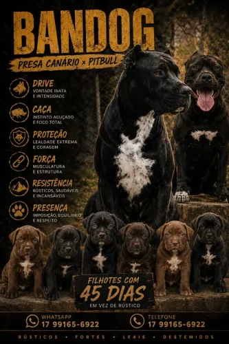 Filhotes de Presa canário x pitbull, Macho e Femeas!