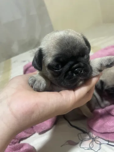 Pug Fêmea