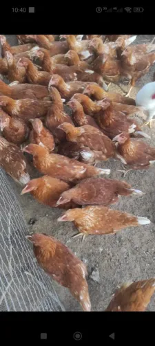 Vendo galinha poedeira 