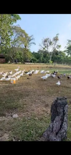 Bando de Patos