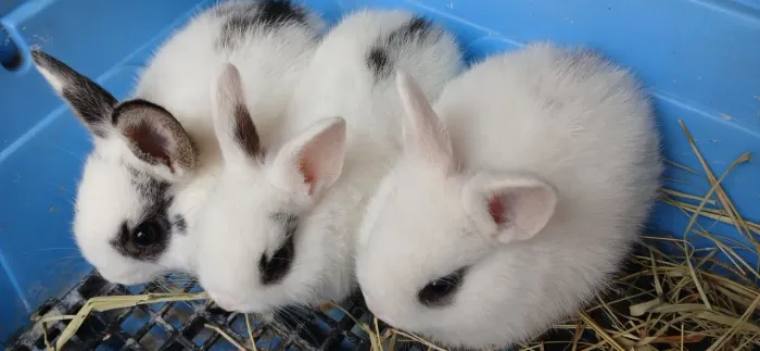 Vendo Mini Coelho Hotot 70 reais