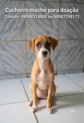 CACHORRO FÊMEA 2 MESES PARA DOAÇÃO