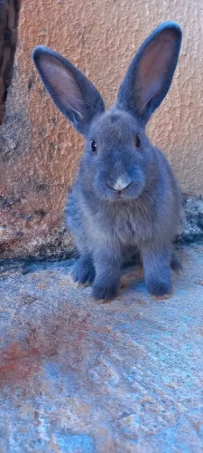 Coelho azul