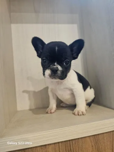 Linda Bulldog francês