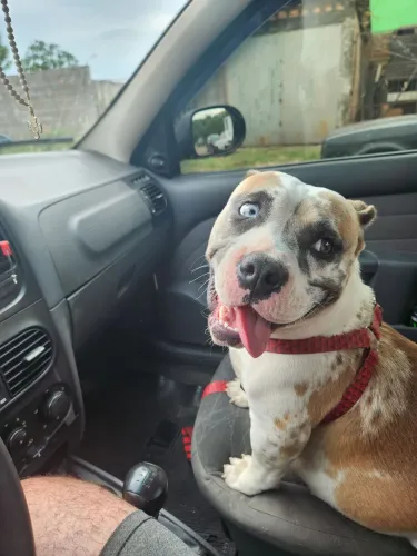 American bully fêmea 