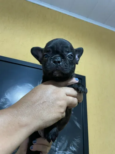 Buldogue francês macho Black 