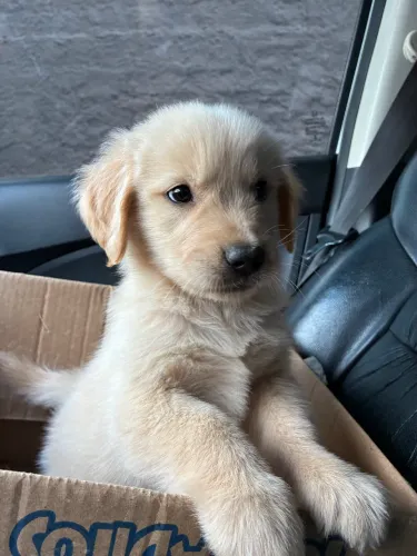 Filhote Golden Retriever a venda