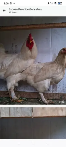 Galinha Brama e ganços