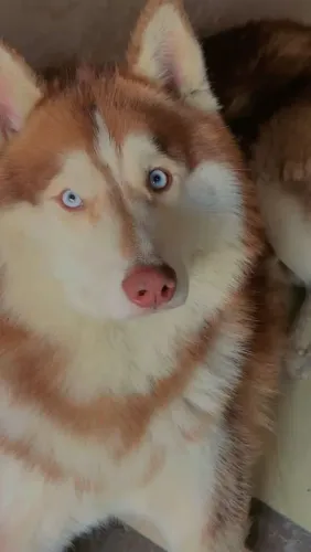 Husky Siberiano wooly pelagem longa parcelo 18x