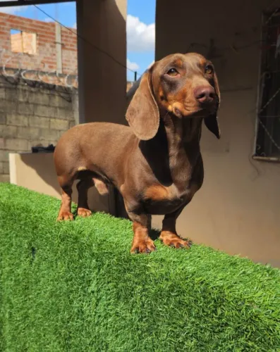 Macho dachshund basset