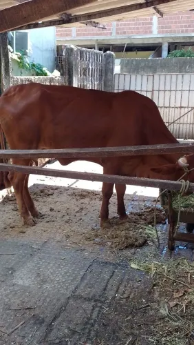 animal de côrte 