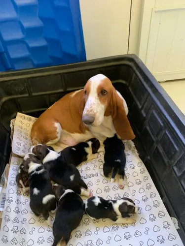 Cachorro Basset Hound 