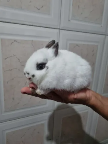 Coelho anao Netherland Dwarf