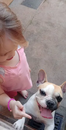 Procuro namorado para Bulldog francês 