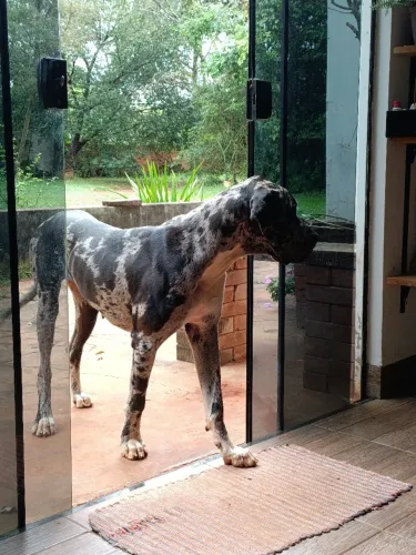 Dog alemão