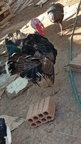 VENDO PERU