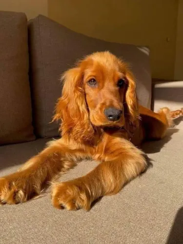 Vendo filhotes de cocker  