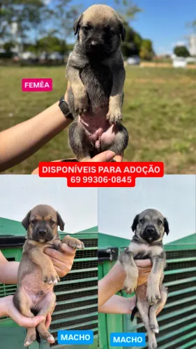DOAÇÃO DE FILHOTES