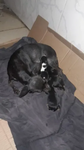 Cachorrinho pinsche 1