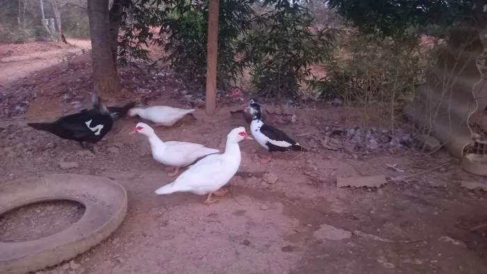 Patos gigante