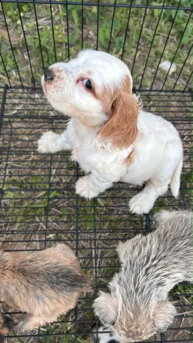 Cocker macho