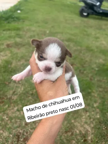 Filhote Chihuahua
