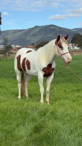 Potra Paint horse