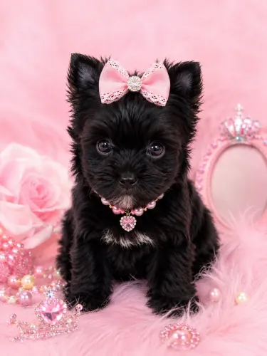 Filhotes de yorkshire black fêmea MICRO! Raridade