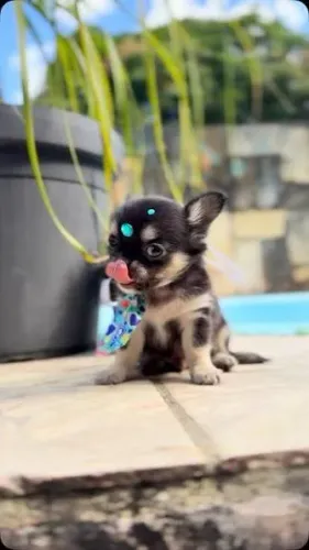 Chihuahua pelo longo filhotes