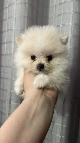 Spitz alemão filhote no precinho