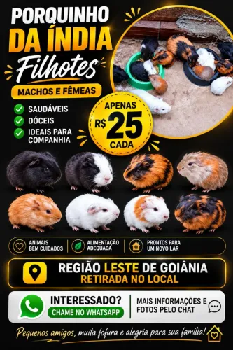 Porquinho da índia 