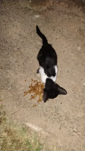 Adoção 