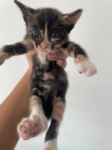 Doação de gatinho