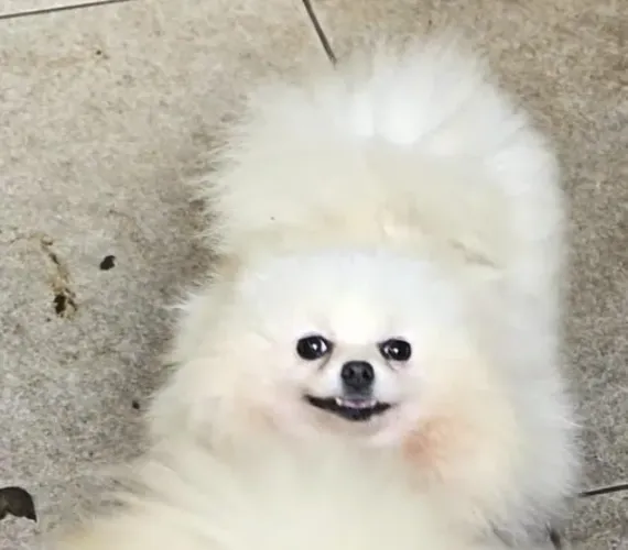 Spitz alemão fêmea.